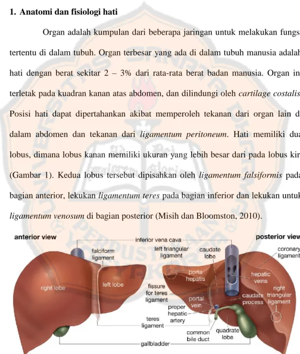 Gambar 1. Anatomi hati (Misih dan Bloomston, 2010).