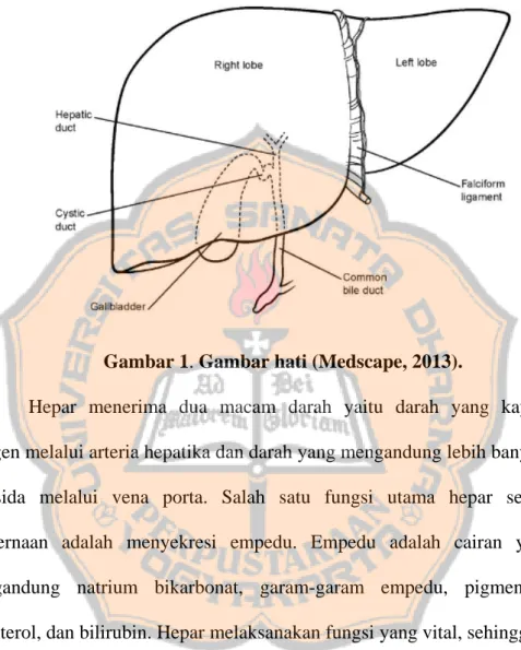 Gambar 1. Gambar hati (Medscape, 2013). 