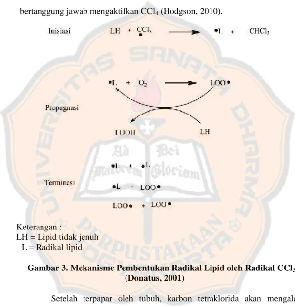 Gambar 3. Mekanisme Pembentukan Radikal Lipid oleh Radikal CCl 3 (Donatus, 2001)