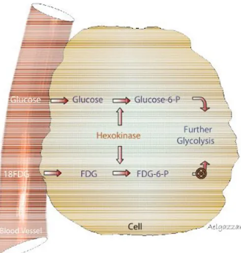 Gambar 1. Skema sistem metabolisme glukosa  dan  18 F-FDG dalam sel [5]. 