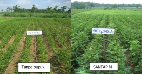 Gambar 18. Pengaruh pemberian pupuk terhadap pertumbuhan tanaman  kacang  tanah  (Jerapah)  pada  lahan  kering  masam  (Podsolik  Merah-Kuning) di Lampung Timur, 2011 