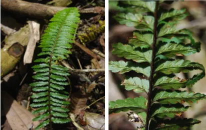 Gambar 2. Asplenium pellucidum Lam. 