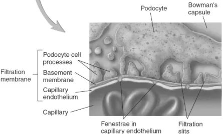 Gambar 1  Membran Filtrasi Glomerulus