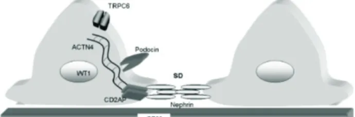 Gambar 3 Komponen Podosit yang Berhubungan dengan Sindrom Nefrotik                      Sumber: Vats 6