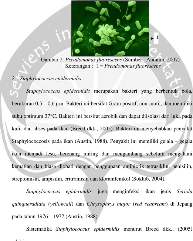 Gambar 2. Pseudomonas fluorescens (Sumber : Anonim, 2007)             Keterangan :  1 = Pseudomonas fluorescens                                     