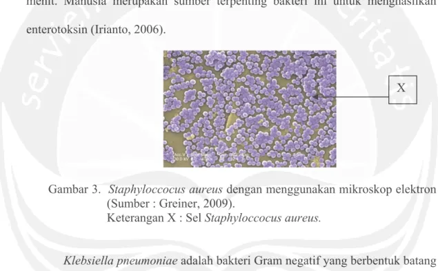 Gambar 3.  Staphyloccocus aureus dengan menggunakan mikroskop elektron  (Sumber : Greiner, 2009)