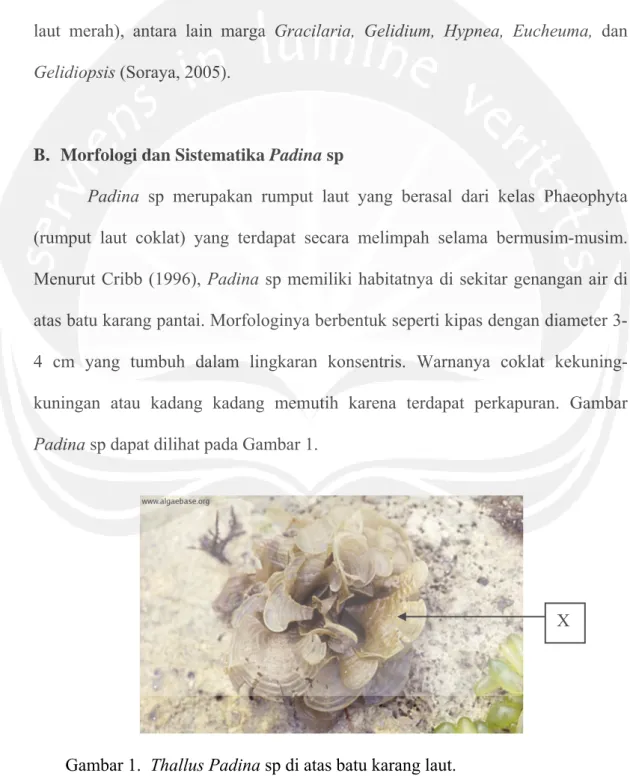 Gambar 1.  Thallus Padina sp di atas batu karang laut.  