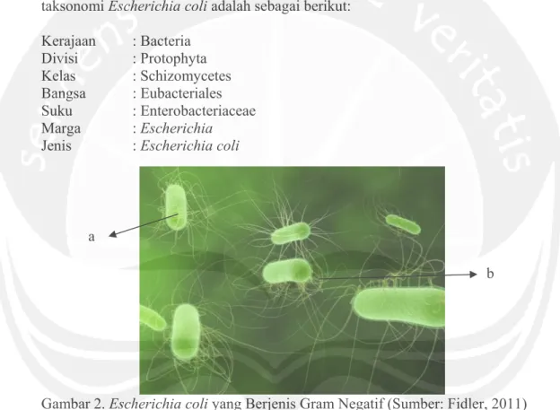 Gambar 2. Escherichia coli yang Berjenis Gram Negatif (Sumber: Fidler, 2011)   Keterangan: a = bentuk batang pendek, b = flagela yang berjenis  peritrik, terdapat di seluruh permukaan tubuh 