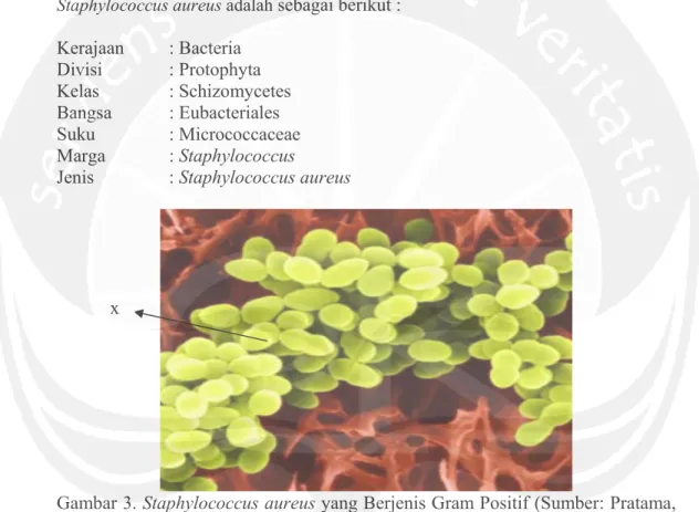 Gambar 3. Staphylococcus aureus yang Berjenis Gram Positif (Sumber: Pratama,  2005).  Staphylococcus aureus berbentuk kokus, memiliki diameter  0,5-1,0 mm, dan koloni berwarna kuning (Sumber: Todar, 2002)  Keterangan: x = koloni bakteri yang bergerombol se