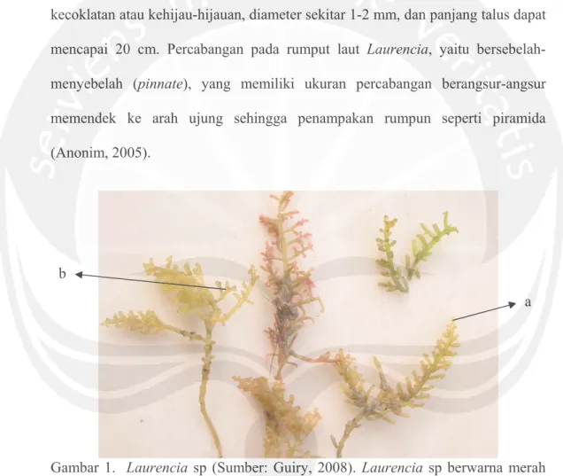 Gambar 1.  Laurencia sp (Sumber: Guiry, 2008). Laurencia sp berwarna merah  kecoklatan dan kehijau-hijauan, panjang talus mencapai 20 cm dan  diameter 1-2 mm (Sumber: Anonim, 2005) 