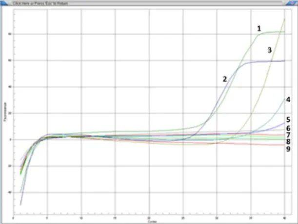 Gambar 3. Grafik Hasil Real-Time PCR 