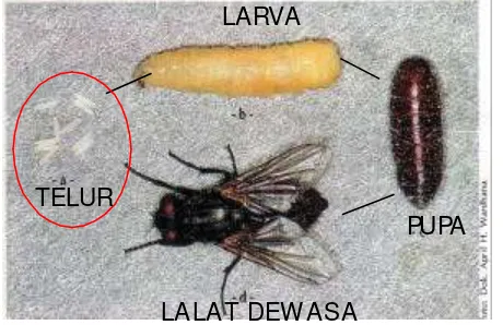 Gambar 1 Siklus Hidup Lalat Rumah (Musca domestica) (Sumber: Bajan 2005) 