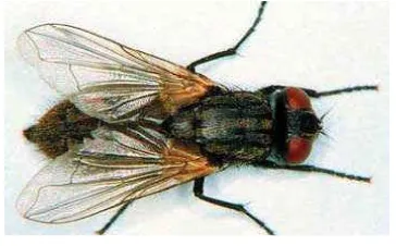Gambar 4 Pupa Lalat rumah (Musca domestica) 
