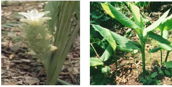 Gambar 6 Bunga kunyit (kiri) dan Daun kunyit (kanan) (Sumber: Katzer 1999) 