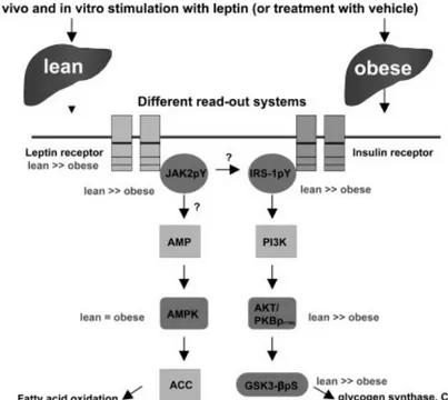 Gambar 2. Stimulasi Leptin Invivo dan Invitro. 4  Leptin dan Sistem Kardiovaskuler 
