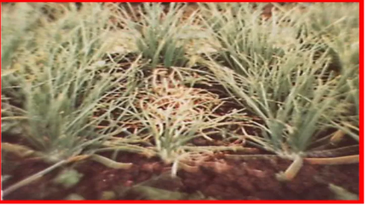 Gambar 12. Serangan Layu Fusarium pada Bawang Merah 