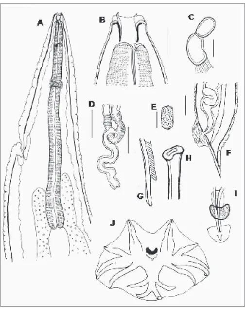 Gambar 1. Cervonemella reardoni: A. Bagian anterior, dari sisi lateral; B. Ujung  anterior, sisi lateral; C