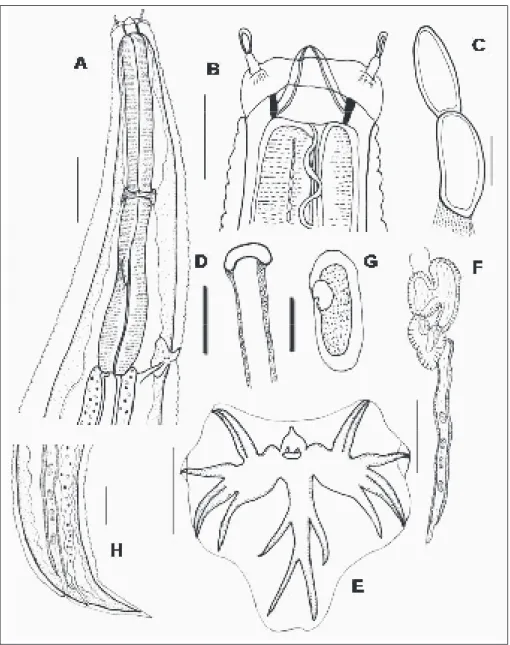 Gambar 2. A – M Cloacina syphax: A. Bagian anterior, dari sisi lateral; B. bagian ke- ke-pala; C