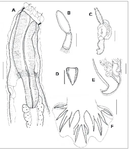 Gambar 3. A – J Cloacina polymela: A. Bagian anterior, dari sisi lateral; B. Papila  submedian pada bagian kepala, sisi lateral; C