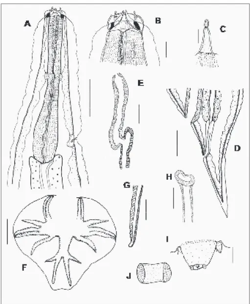 Gambar 4. A – J Cloacina procris A. Bagian anterior, dari sisi lateral; B. Ujung ante- ante-rior, sisi lateral; C