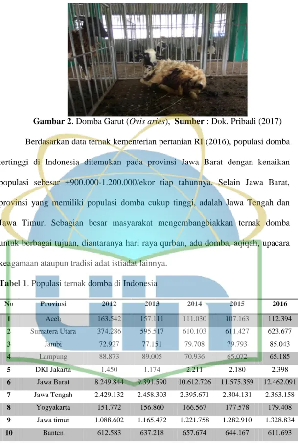 Gambar 2. Domba Garut (Ovis aries),  Sumber : Dok. Pribadi (2017)  Berdasarkan data ternak kementerian pertanian RI (2016), populasi domba  tertinggi  di  Indonesia  ditemukan  pada  provinsi  Jawa  Barat  dengan  kenaikan  populasi  sebesar  ±900.000-1.20