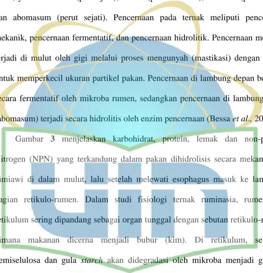 Gambar  3  menjelaskan  karbohidrat,  protein,  lemak  dan  non-protein  Nitrogen  (NPN)  yang  terkandung  dalam  pakan  dihidrolisis  secara  mekanis  dan  kimiawi  di  dalam  mulut,  lalu  setelah  melewati  esophagus  masuk  ke  lambung,  bagian  retik