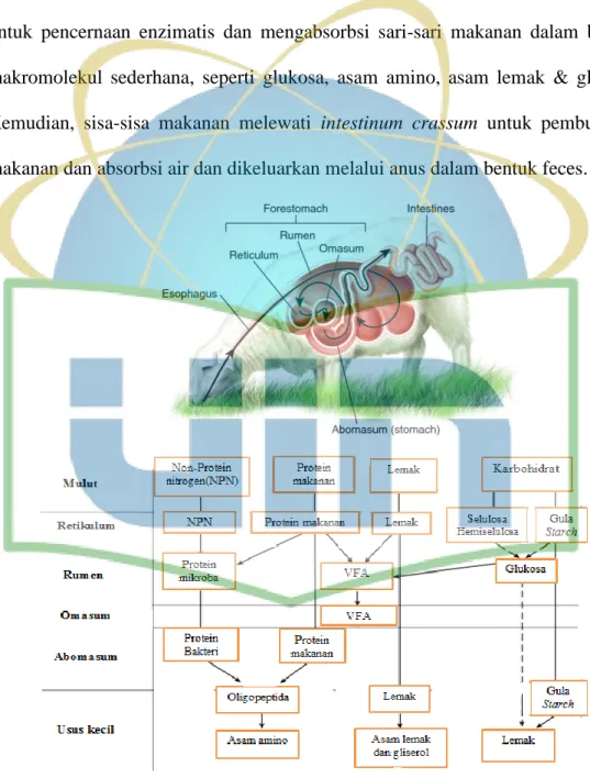 Gambar 3. Gambar domba beserta jalur nutrisi pakan di dalam sistem pencernaan  (Church, 2013; Ishler, 1996)