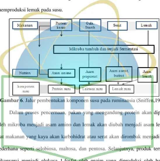 Gambar 6. Jalur pembentukan komponen susu pada ruminansia (Sniffen,1991)  Dalam  proses  pencernaan,  pakan  yang  mengandung  protein  akan  dipecah  oleh mikroba  menjadi asam  amino dan lemak  akan diubah  menjadi  asam lemak