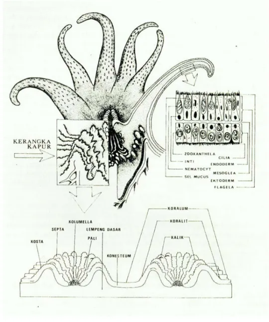 Gambar 1 Struktur polip dan kerangka kapur karang (Suharsono 2005). 
