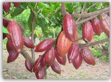 Gambar 1.  Tanaman Kakao 