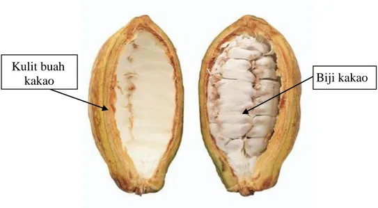 Gambar 2.  Kulit dan biji buah kakao 