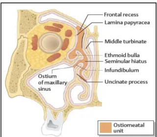 Gambar 2. Kompleks osteomeatal (See et al, 2007) 