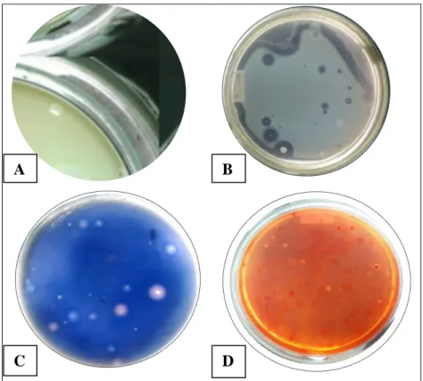 Gambar 1. Keberadaan Mikroflora Alami Pencernaan Ikan Patin Siam yang Tumbuh Pada Beberapa  Medium Spesifik