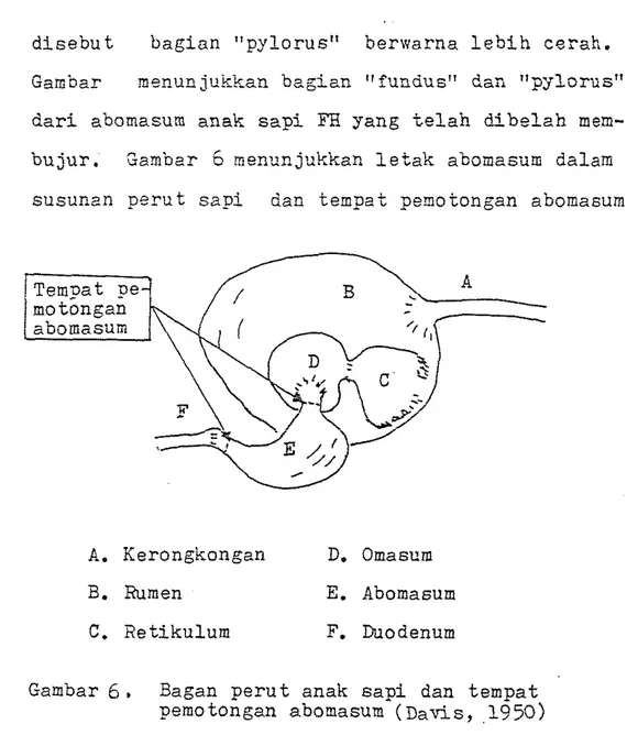 Gambar  6 .   Bagan  p e r u t   anak  s a p i   dan  t e m p a t   pemotongan  abomasum  ( D a v i s ,   ,1950) 