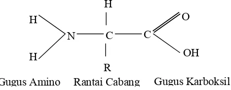 Gambar 1. Bentuk molekul asam amino (Winarno, 1997)  