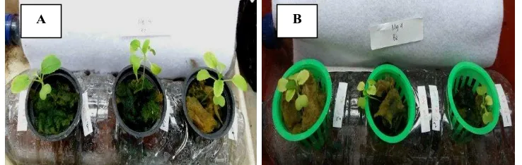 Gambar 4.1.Pertumbuhan tinggi batang tanaman sawi caisim pada media pupuk cair kotoran       kelinci (A) dan kotoran kambing (B) dalam satu bulan