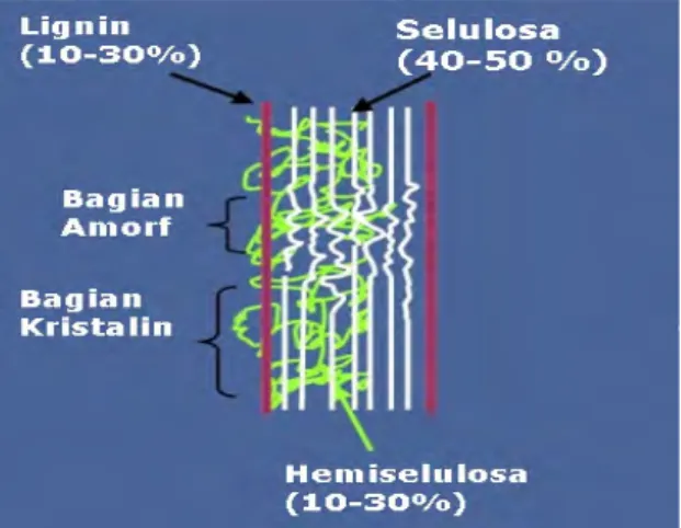 Gambar 3. Penampang Membujur Hemiselulosa dalam Jaringan  Tanaman (http://isroi.files.wordpress.com) 