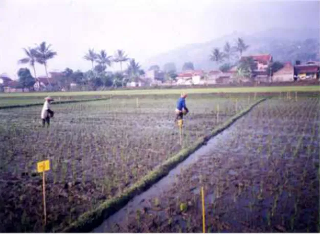 Gambar 7. Saluran irigasi sebagai sumber air (kiri) dan tanaman padi berusia 40 hari (kanan) Gambar 6