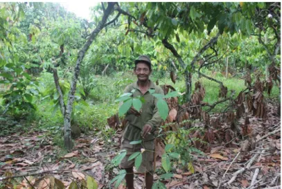 Gambar 4. Salah seorang petani menunjukkan pohon karet yang ditanamnya diantara pohon coklat yang mulai  tidak produktif 