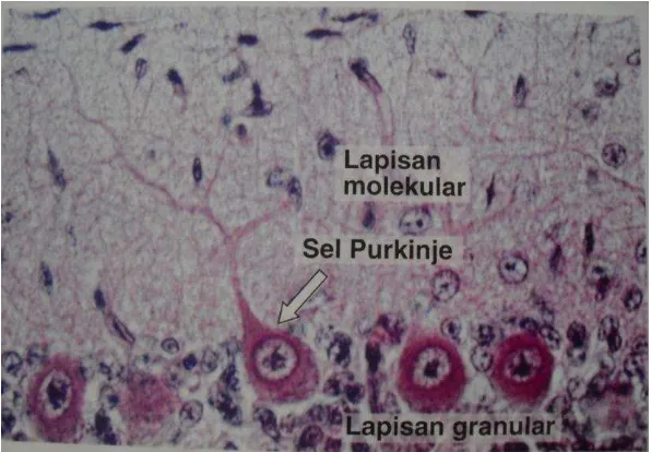 Gambar 6. Sel Purkinje (Junqueira dan Jose, 2007). 