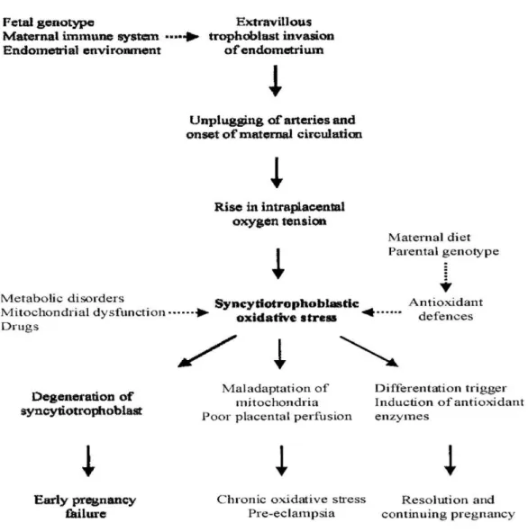 Gambar  2.3    Efek  dari  syncytiotrophoblastik  oxidative  stres  terhadap  abortus  (Jauniaux, dkk