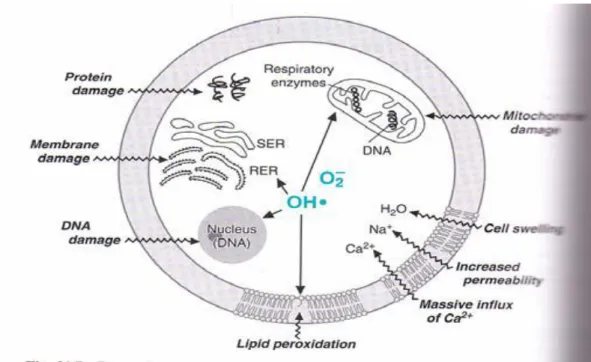 Gambar 2.5 Gambaran kerusakan sel karena ROS (Miles B., 2003) 