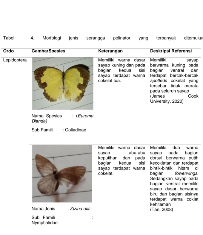 Tabel  4.  Morfologi  jenis  serangga  polinator  yang  terbanyak  ditemukan   