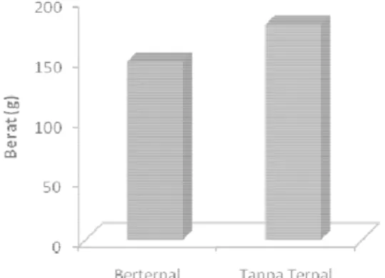 Gambar 10. Berat rata-rata biji per buah tanaman  jagung. 