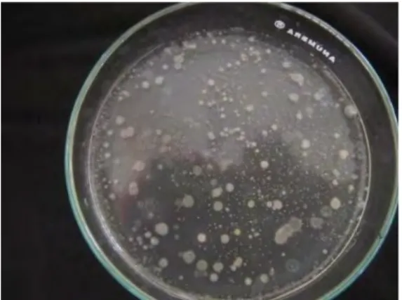 Gambar 6. Koloni Bakteri yang Tumbuh di Media Nutrient CMC Agar 