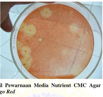 Gambar  7.  Hasil  Pewarnaan  Media  Nutrient  CMC  Agar  dengan  Reagen  Congo Red 