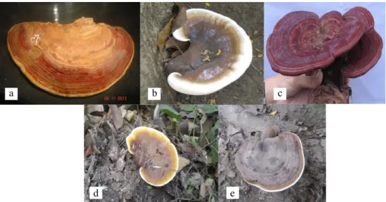 Gambar 1 Keragaman morfologi tubuh buah Ganoderma: (a) G. lucidum sp.1 pada lamtoro asal Ciamis; (b) G