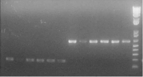 Gambar 2 Produk amplifikasi rDNA dari 6 isolat Ganoderma dengan menggunakan pasangan primer Gan1/Gan2 (200 pb)  dan Gan1/ITS4 (600 pb).