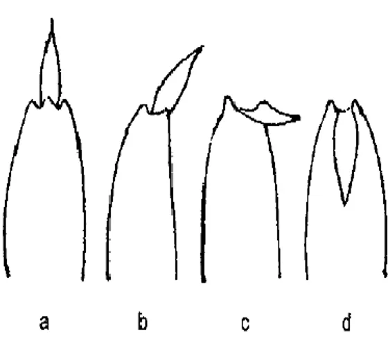 Gambar  6.  Posisi  daun  pelepah  buluh;  a.  Tegak;  b.  Menyebar;   c. 