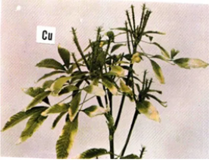 Gambar 5. Gejala defisiensi unsur hara Cu pada tanaman karet (Shorrock, 1983).